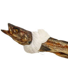 성의표현 통북어, 1마리, *실포함 (50cm내외)
