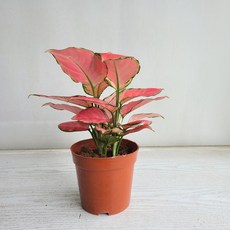 온누리농원 아글레오네마 지리홍 공기정화식물 반려식물
