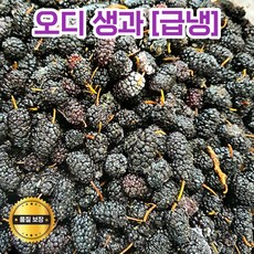 국내산 [급냉 오디 생과 5kg] 햇오디 청정오디 토종오디 영양오디 오디생과 국산오디 급냉오디 오디열매 로컬푸드 비타민C 토종 산뽕오디 뽕나무 뽕나무열매