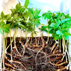 하늘농산 5-6년근 15+15뿌리 30뿌리 잎대삼 산양삼 산삼 산양산삼 황절삼 추석선물 한정특가판매 부모님선물 지인선물 설 명절선물 5-6년근 총 30뿌리세트