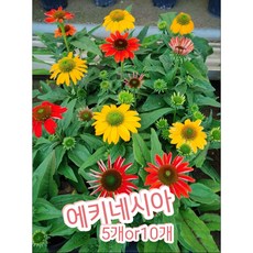 용평알펜시아숙박비