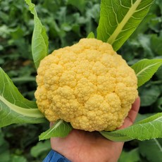 신선한 오렌지색 무농약 콜리플라워 농장에서바로 주황색 컬리플라워 친환경, 1박스, 1.5kg