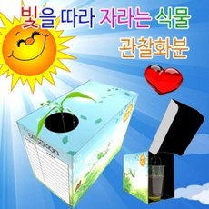 꿈두의 특별한♥크리스마스 선물완구-_선물빛을따라자라는식물관찰화분만들기(5인용)_N5D78UK6i8t+h8s3A1p:V71f19806