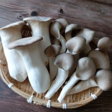 농장직송 손질 느타리버섯 새송이버섯 경남 의령 당일수확발송, 1박스, 느타리버섯 혼합 2kg+새송이버섯 특품 2kg