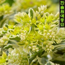 아틀란티스세덤