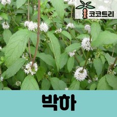 [코코트리] 박하 포트 (전국노지월동)