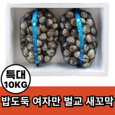 밥도독 여자만 벌교 새꼬막, 1개, 특대10kg