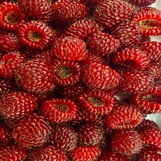 특 프리미엄 당도높은 신선한 산딸기 흑산딸기 500g 1kg 흑 산딸기 하우스 비가림 딸기 하우스딸기, 1개