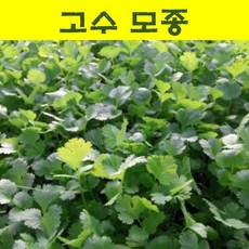 고수모종 20개 wj368