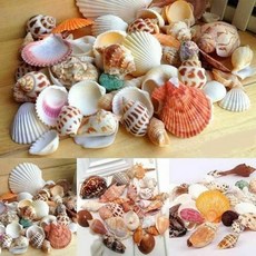 소라껍질 납작한 건조 불가사리 공예 미니 바다 조개 해상 1250개, 100g