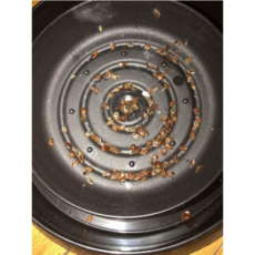 빈대 트랩(bedbug trap), 블랙, 2개, 8개입