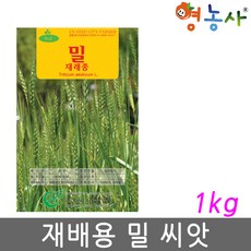 재배 밀 씨앗 1kg, 1개