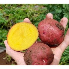[농부의향기] 24년 햇 홍감자 포슬포슬 빨간감자 붉은감자 속이 노란 감자