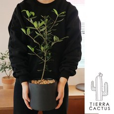 멋진나무선반인테리어