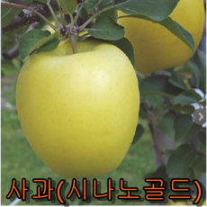 시나노골드묘목 TOP01
