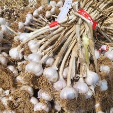 농랑부랑 햇마늘 서산마늘 육쪽마늘 홍산마늘 반접 한접, 50개(소) - 반접, 50개