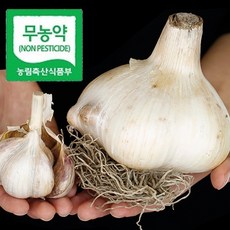 김재영코끼리