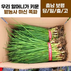 주책남 국내산 쪽파 흙쪽파 대용량 5kg 10kg, 1박스