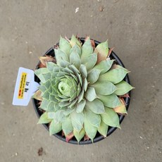 진주바위솔