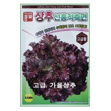 가을상추