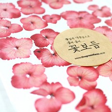 그린팜네이처 꽃보듬 압화-수국, 빨강