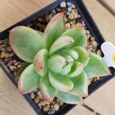 해빛다육 다육식물 다육이 국민다육 마리아금