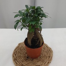 인삼벤자민