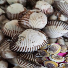 대꼬막
