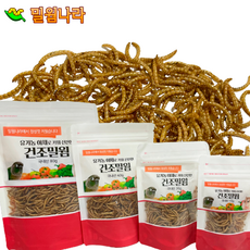 밀웜나라