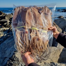 구룡포 해풍건조 건 마른 오징어, 1kg(특대,10미), 1개