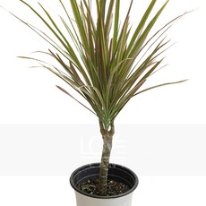 레인보우마지나타