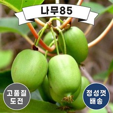 (나무85) 일세다래 키 1.5m내외 분, 1개