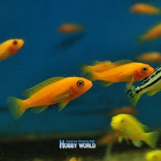 58962e7a491f24bc384a4cffea50d9f1c08aa1f2ef5aee0f5af35f49bcb1.jpg