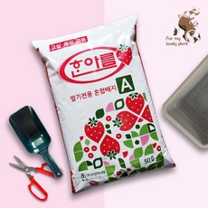 딸기상토