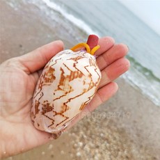 피리 소라 뿔나팔 장식 나팔 공예품 장식품 트럼펫 관악기 대형 나각 초대형 수조 달팽이, 10-11 풍경라호