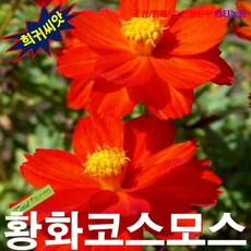 황화코스모스