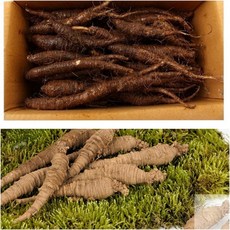 유기농 강원도 정선 산더덕 중 1KG 국내산