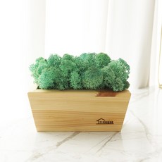 스칸디아모스 화분-공기정화 우드 쁘띠 모스화분 DIY(중), 퍼시픽그린x2