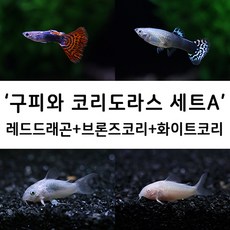 마리아쿠아 키우기 쉬운 물고기 A세트 11마리 (레드드래곤구피7+화이트코리2+브론즈코리2)