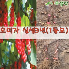 오미자 실생3년(1등묘)20주묶음