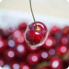 고당도다이아몬드체리 TOP01