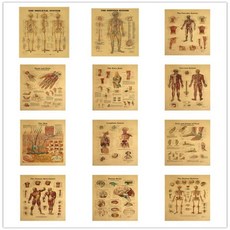 12pcs 해부학 포스터 세트-근육 골격 림프 신경계 손 무릎 발 및 발목, 한개옵션0