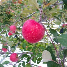 거창 고랭지 꿀 홍로 사과, 5kg (중대과 19-20과)