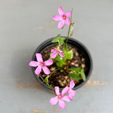 목사랑초