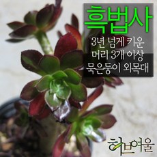 [허브여울다육] 흑법사묵은둥이 (머리 3개이상 묵은둥이 외목대) 지름 9cm 소품화분, 2개