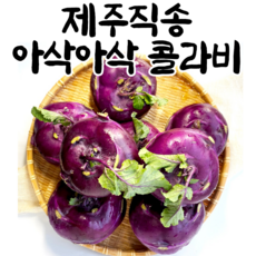 제주 콜라비 햇 제주콜라비 제주도콜라비 제주도 산지직송 제주산콜라비 5kg 10kg 15kg