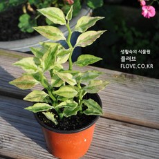 대은룡