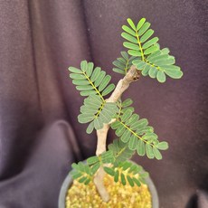 세나메리디오날리스
