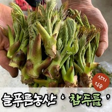 (늘푸른NS) 자연산 햇 산두릅, 1박스, 참두릅 1kg