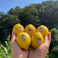 미국산 레몬 대과 최상급 생레몬 품질우수 팬시레몬 제철 상콤 새콤한 썬키스트 수입산 까페, 레몬은 과당 120-150g 내외 입니다.